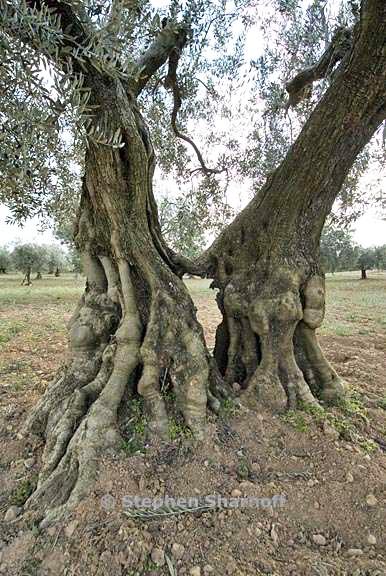 olea europaea 5 graphic